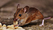 24 Hour & Emergency Exterminators in Hot Spgs Vl, AR